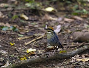 Blue pitta