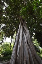 Moreton Bay fig tree at the Botanical Gardens
