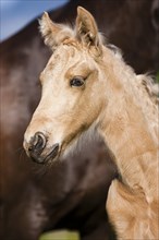 Palomino Morgan horse foal