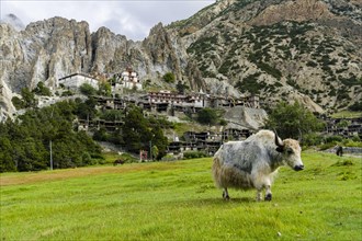 Yak