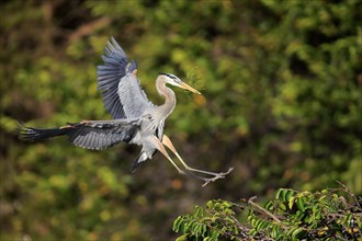 Great blue heron