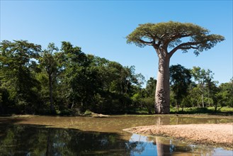 Saint Baobab