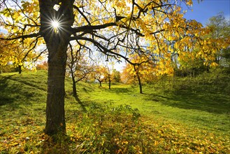 meadow orchard in autumn