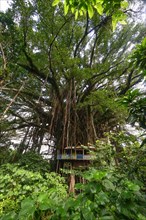 Tree house in Banyan tree