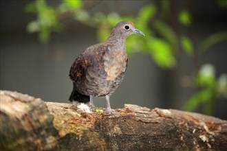 White-breasted ground dove