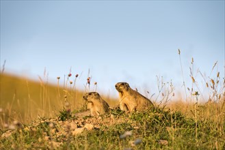 Marmots