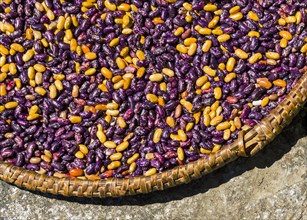 Yellow and purple beans drying in sun on braided plate