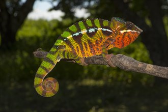 Panther chameleon