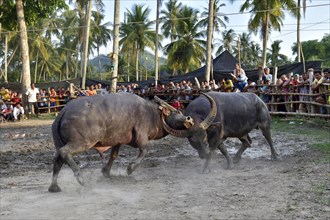 Two water buffalos