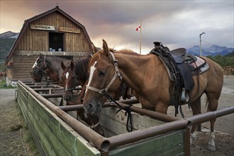 Riding horses at a horse farm