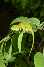 Juvenile male two-horned chameleon