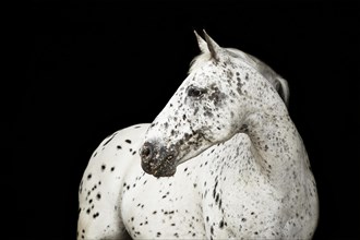 Appaloosa-Mix