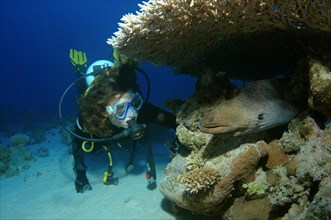 scuba diver looks on the Giant moray