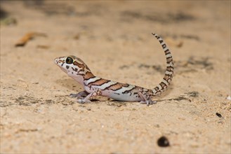 Madagascar large-head gecko