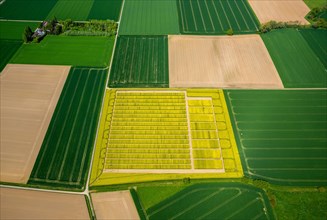 Rape field with divisions for test sowing