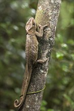 Short-horned chameleon