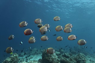 School of red-tailed butterfly fish