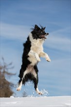 Jumping Border Collie in the snow