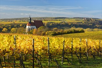 Vineyards in autumn