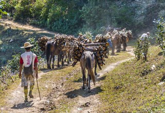 Horses carrying firewood up hill