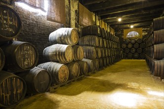 Stacked oak barrels in wine cellar