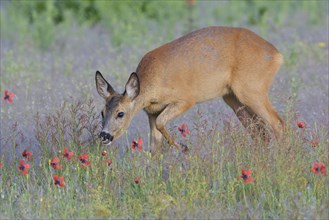 European roe deer