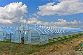 Foil tunnel for the Hors-Sol cultivation of strawberries