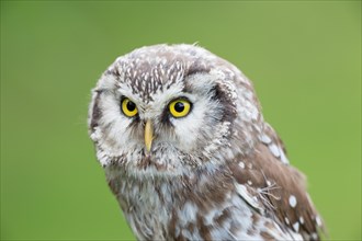 Southern white-faced owl