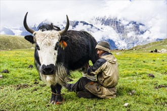 Yak herder milking a yak