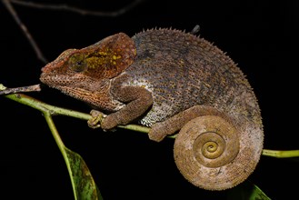 Short-horned chameleon