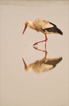 White Stork