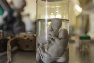 Preserved lion fetuses