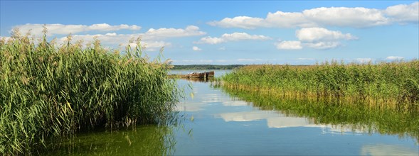 Reed belt along the Achterwasser