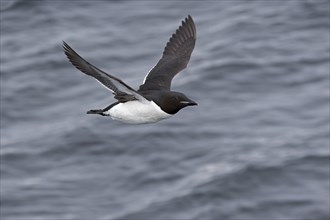 Thick-billed murres