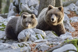 European brown bear or Eurasian brown bear
