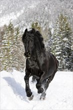 Friesian horse galloping through snow