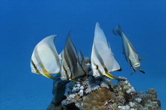 Swarm Longfin Batfishes