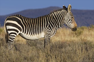 Cape mountain zebra