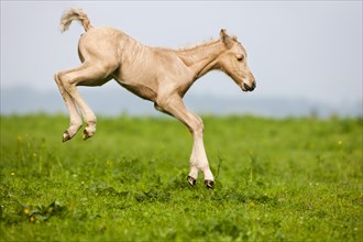 Palomino Morgan horse foal jumping