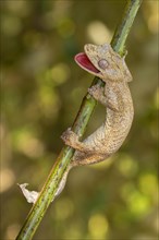 Gunter's flat-tail gecko