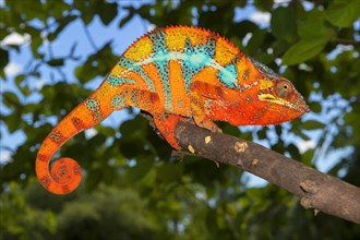 Panther chameleon