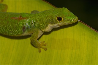 Peacock day gecko