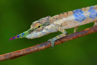 Close-up long-nosed chameleon