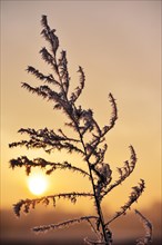 Winter sun setting behind a twig with hoarfrost