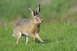 Scampering european hare