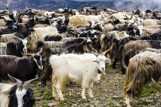 Herd of goats in search of food in barren landscape
