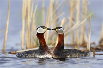Red-necked grebes