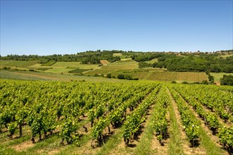 Vineyard near Charnay in Beaujolais