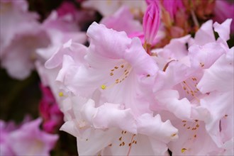 Flower of Rhododendron 'Venus'