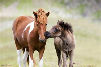 Icelandic mare with foal